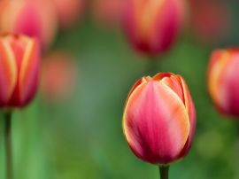 Red tulip Обои