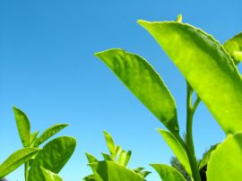 Leaves and the sky Wallpaper