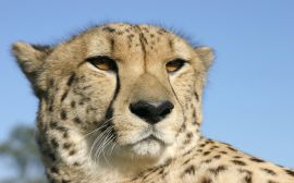 Cheetah portrait Обои