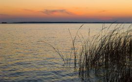 Grass in water Wallpaper