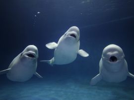 Beluga Whale Trio Wallpaper