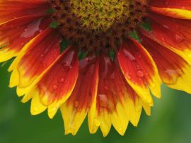 Blanket flower Wallpaper