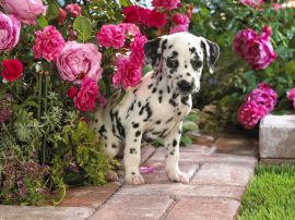 Dalmatian puppy Обои