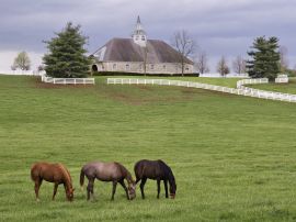 Horse farm Обои