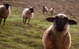 Curious sheep Обои