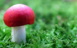 Red mushroom Обои