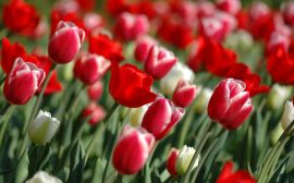 Tulips in spring Wallpaper