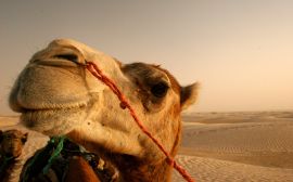 Camel close up Обои