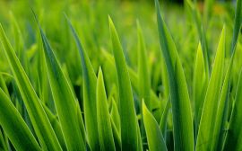 Grass close up Wallpaper