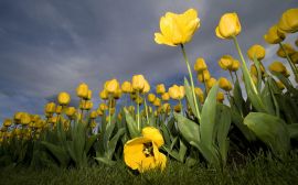 Field of flowers Обои