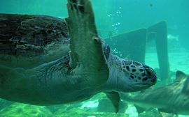Swimming turtle Обои