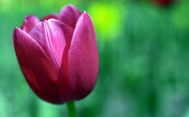 Purple tulip Обои