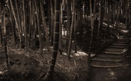 Bamboo forest Wallpaper