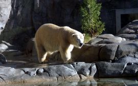 Lonely polar bear Обои