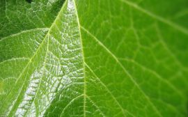 Grape leaf Wallpaper