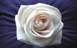 White rose Обои