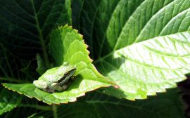 Frog on leaf Обои
