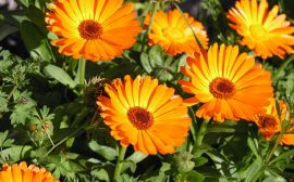 Orange flowers Обои