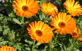 Orange flowers Wallpaper