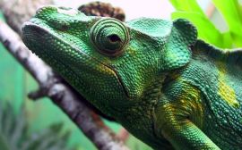 Green iguana Wallpaper