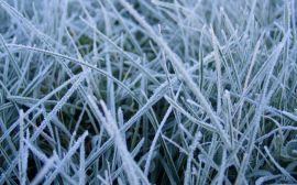 Frosted grass Обои