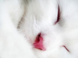 White cat face Обои