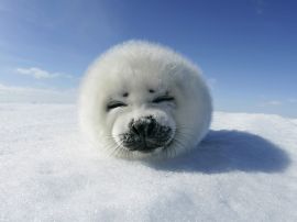 Harp Seal Pup Обои