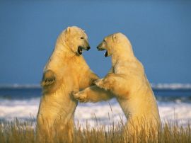 Sparring Polar Bears Обои