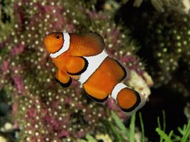Percula clownfish Обои