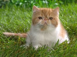 Butterscotch the cat Обои