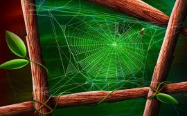 Spider and the web Обои