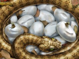 Hatching snakes Обои