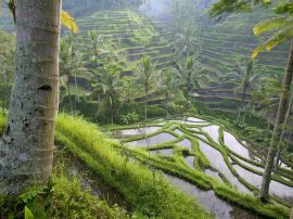 Terraced paddies Wallpaper