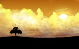 Alone tree Wallpaper