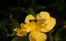 Bee on a flower Wallpaper