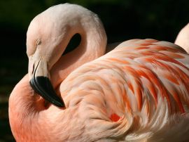 Chilean flamingo Обои