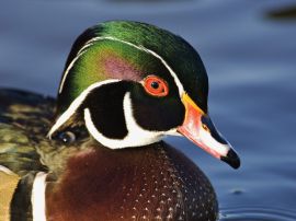 Male Wood duck Wallpaper