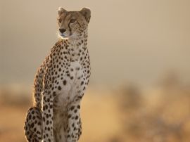 Female cheetah Обои