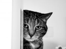 Cat spying Обои