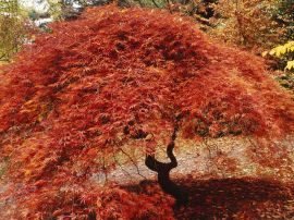 Japanese maple Обои