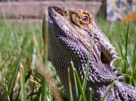 Lizard in the grass Wallpaper