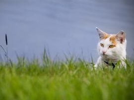 Stalking cat Обои