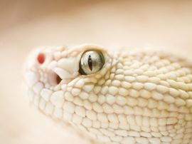 Grey snake eye Wallpaper