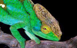 Green chameleon Обои