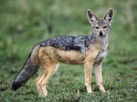 Black backed jackal Wallpaper