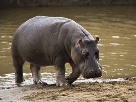 Hippo in Africa Wallpaper