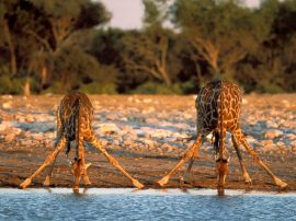Thirsty giraffes Wallpaper