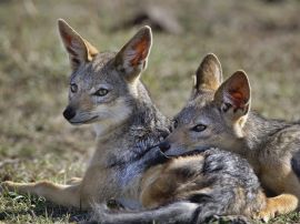 Young jackals Обои