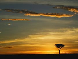 Single Acacia Tree Wallpaper