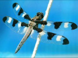 Dragonfly with spots Обои